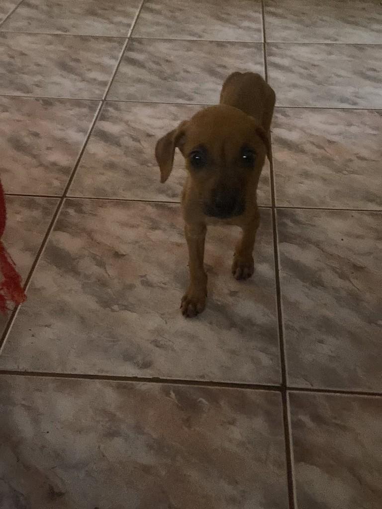 Dengosa, cachorro de porte pequeno para adoção em Guaíra - SP — foto 4 de 5