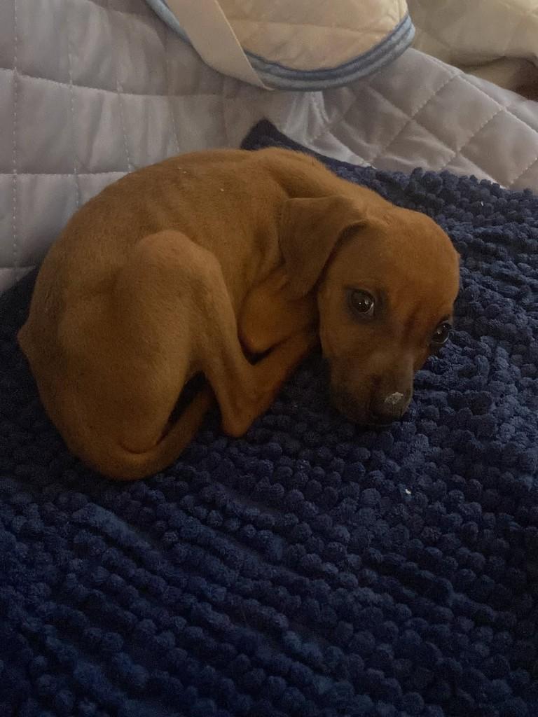 Dengosa, cachorro de porte pequeno para adoção em Guaíra - SP — foto 5 de 5