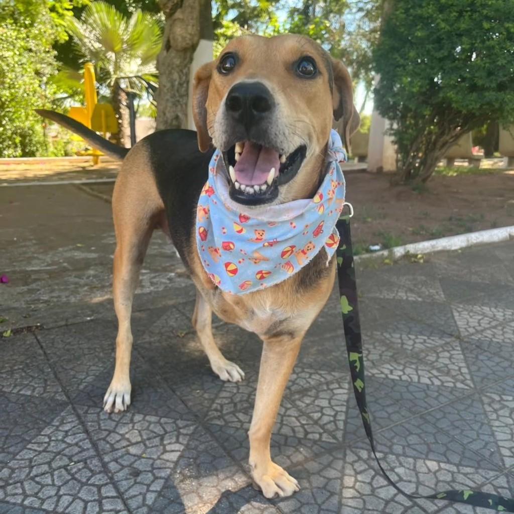 Scooby, cachorro de porte médio para adoção em São Sepé - RS