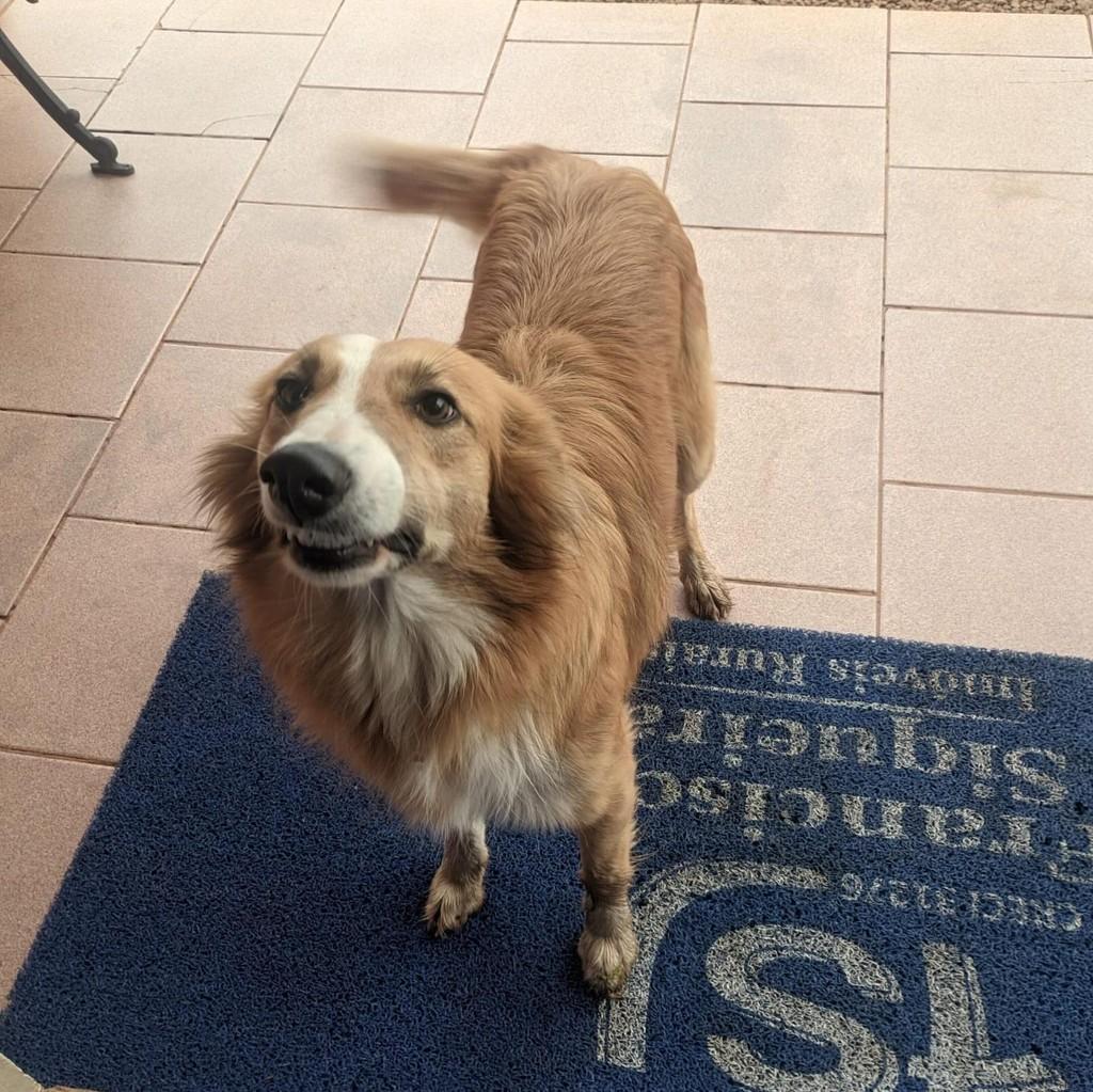 Cachorrinha, cadela de porte pequeno para adoção em São Sepé - RS