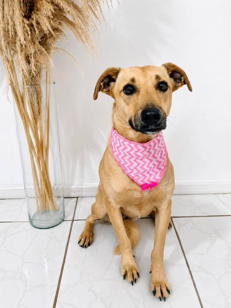 Canela, cadela de porte médio para adoção em São Sepé - RS