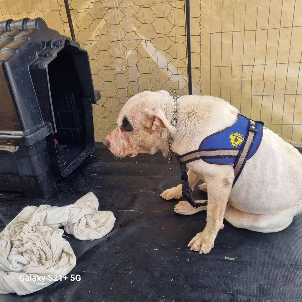 Rambo, cachorro de porte grande para adoção em São Sepé - RS