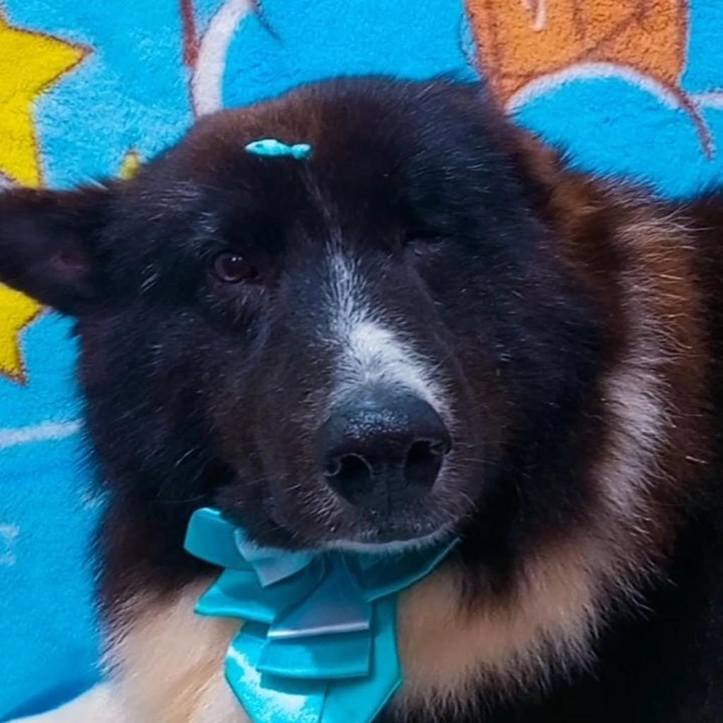 Urso, cachorro de porte médio para adoção em São Sepé - RS