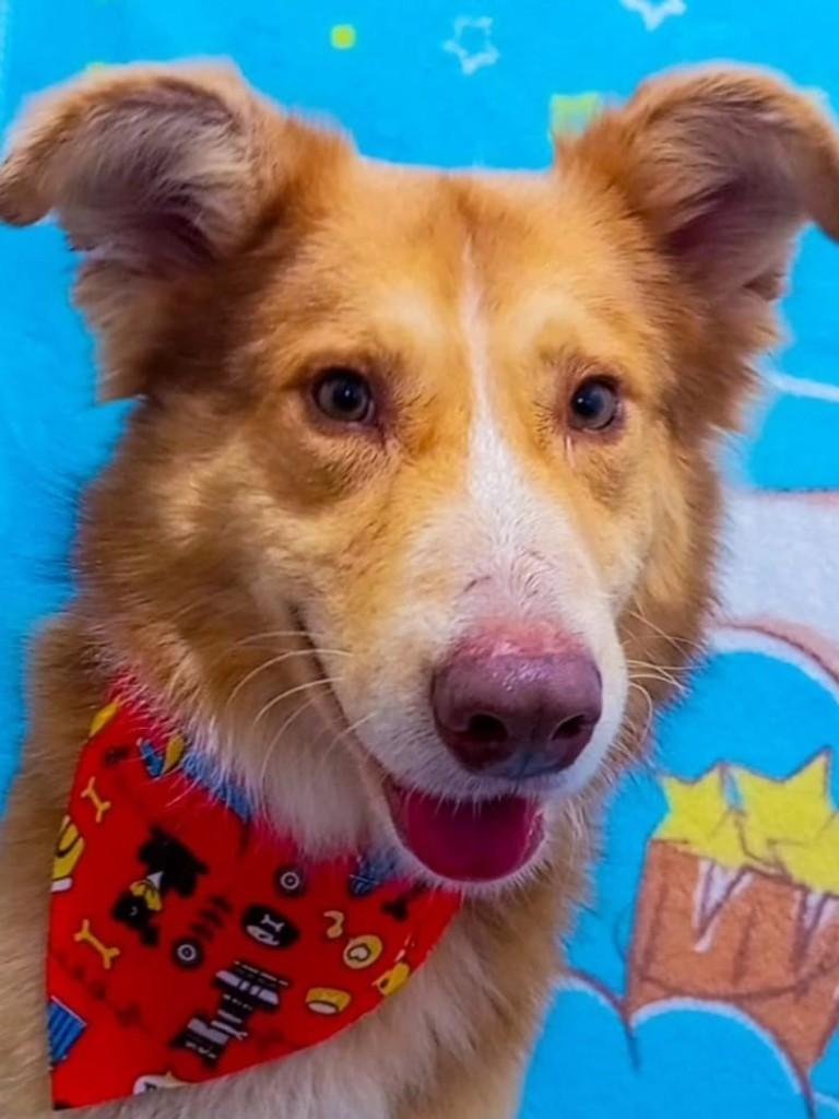 Lalau, cachorro de porte médio para adoção em São Sepé - RS