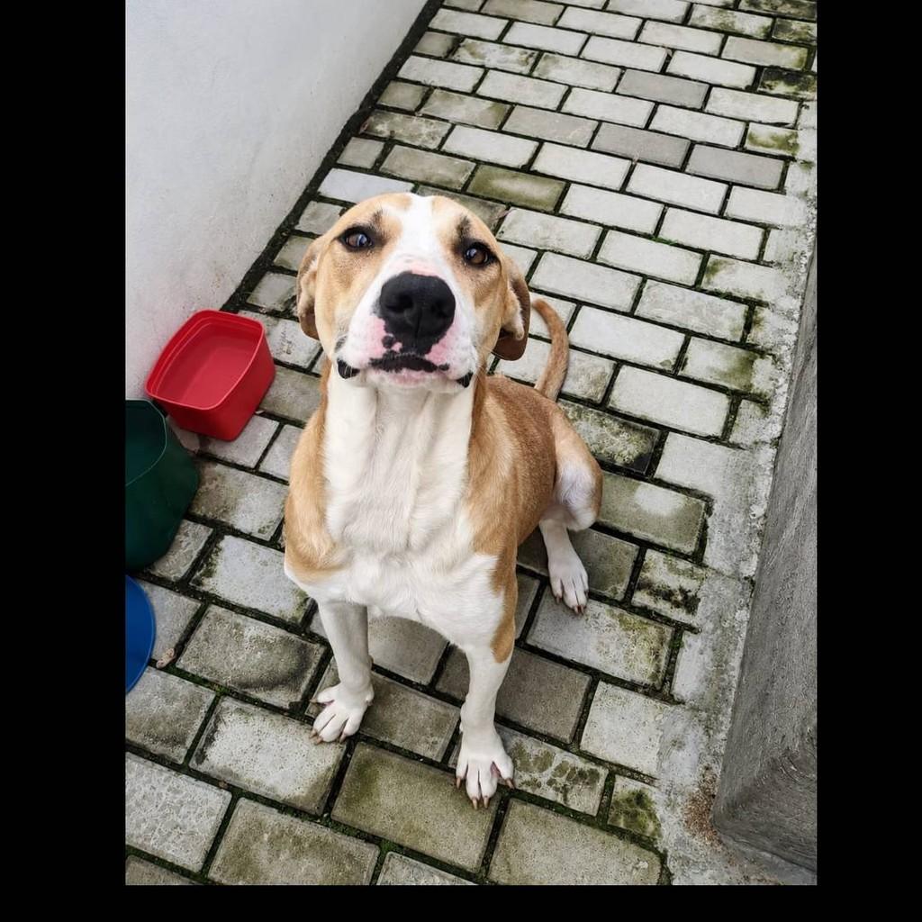 Esmeralda, cachorro de porte grande para adoção em São Sepé - RS