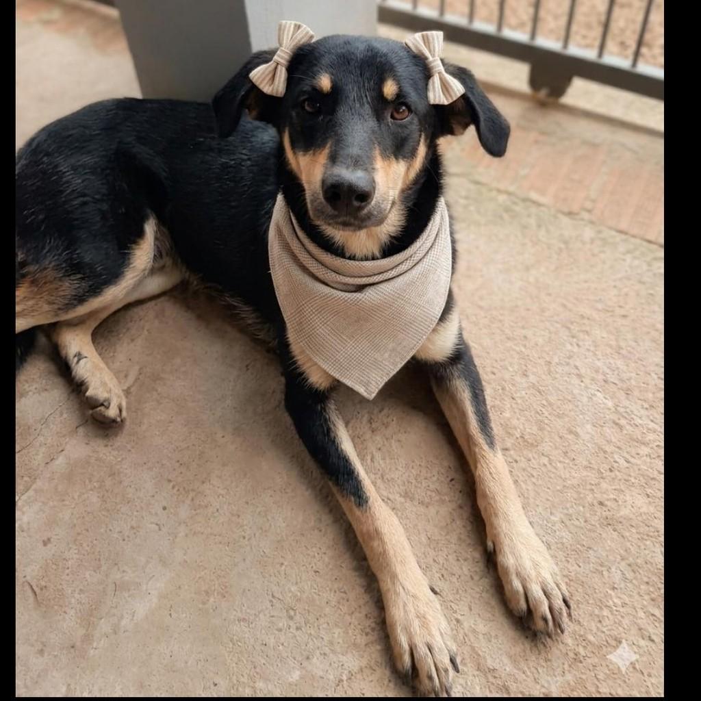 Mocinha, cadela de porte grande para adoção em São Sepé - RS