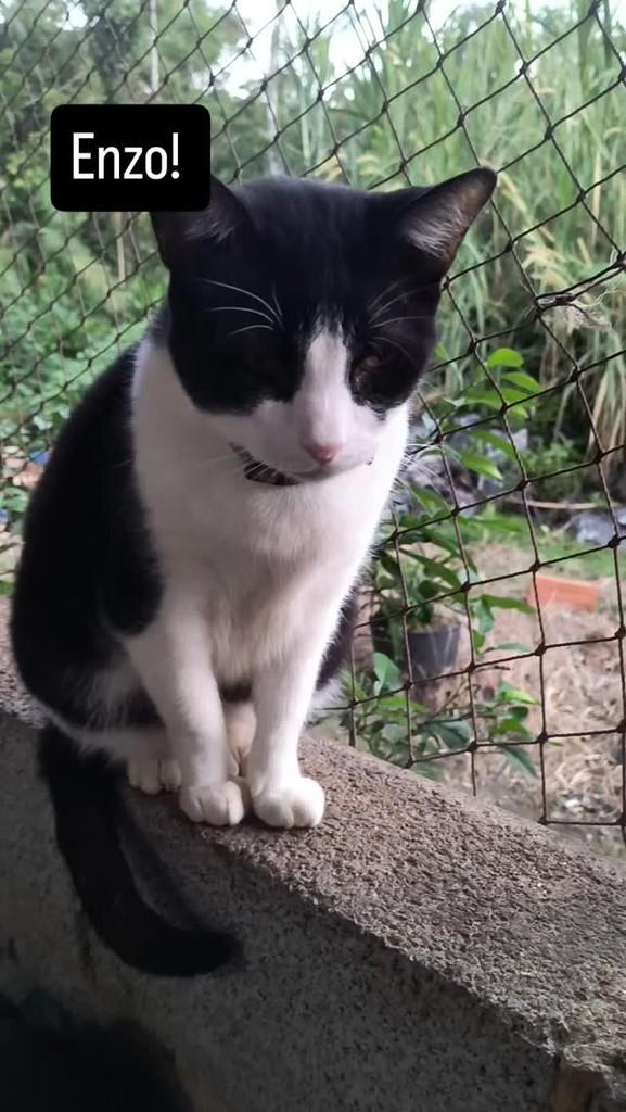 Enzo, gato de porte médio para adoção em São Sebastião - SP