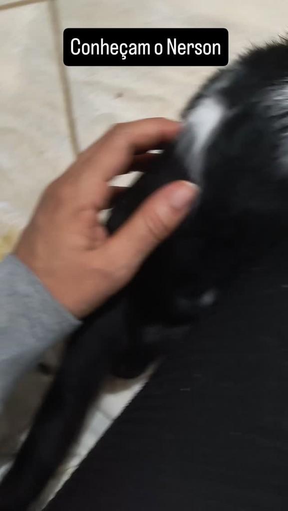 Nerson, gato de porte pequeno para adoção em São Sebastião - SP