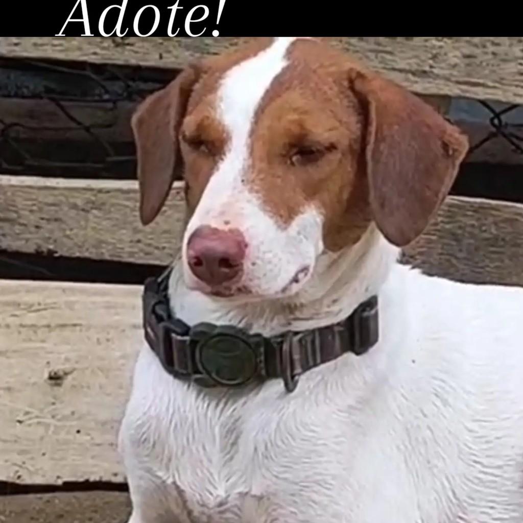 Rafael, cachorro de porte médio para adoção em São Sebastião - SP