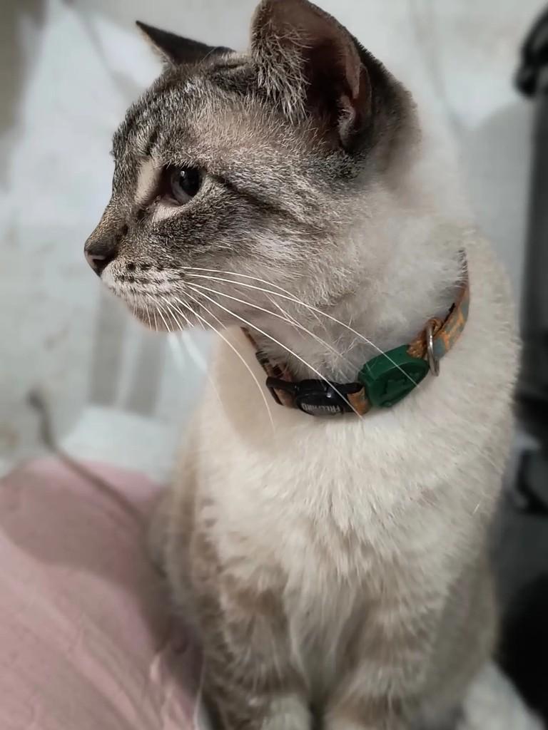 Mila, gata de porte pequeno para adoção em São Sebastião - SP