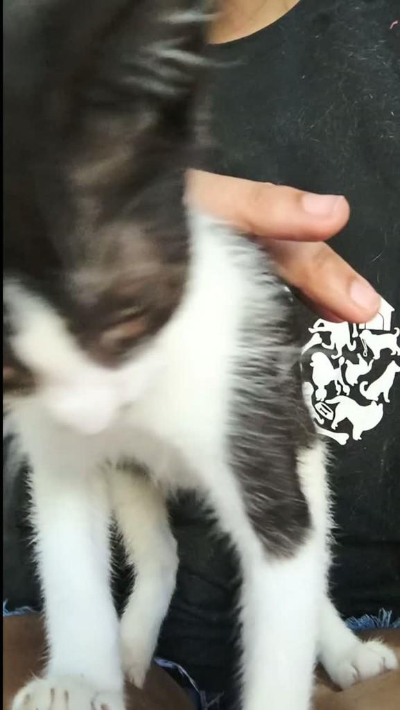 Apolônio, gato de porte pequeno para adoção em São Sebastião - SP