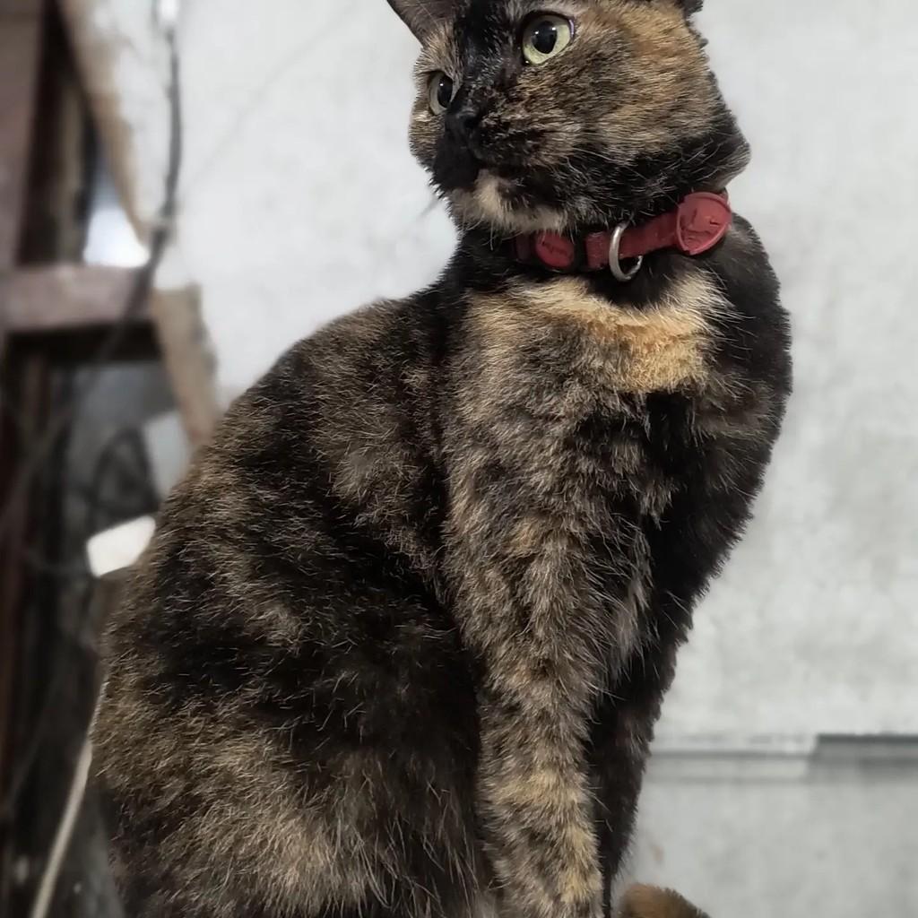 Maresia, gata de porte médio para adoção em São Sebastião - SP