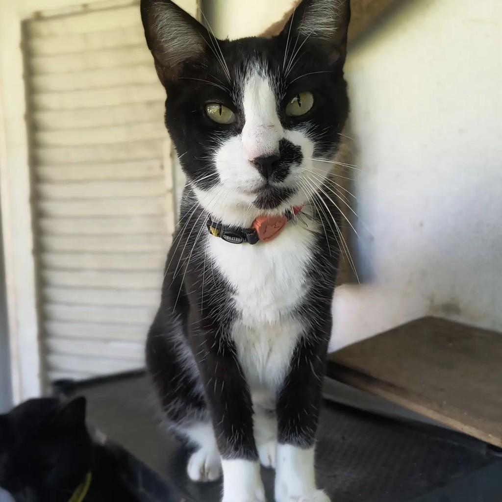 Tropeço, gato de porte médio para adoção em São Sebastião - SP