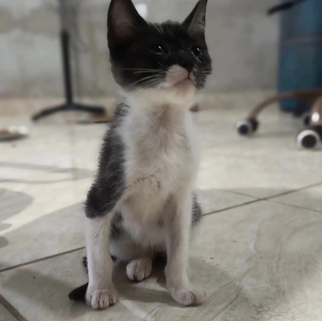 Pilatos, gato de porte pequeno para adoção em São Sebastião - SP
