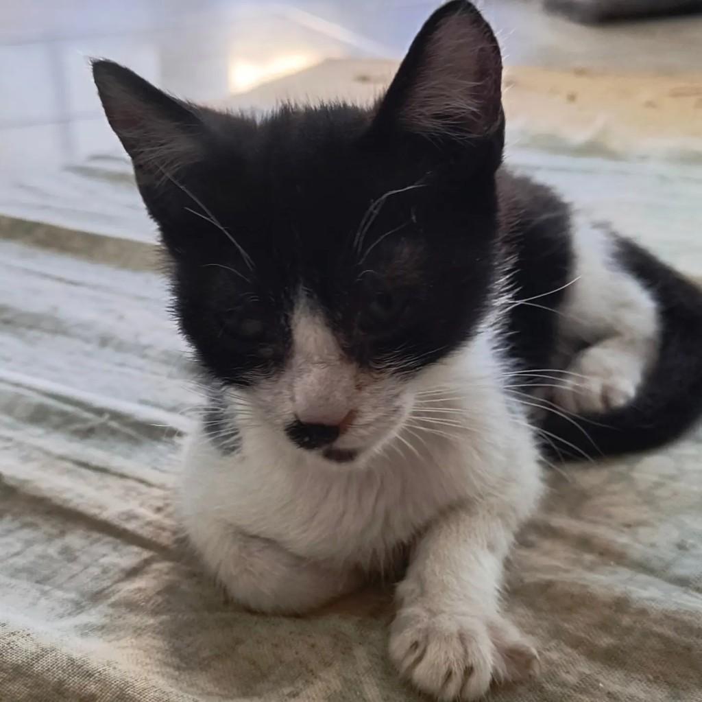 Chota, gato de porte pequeno para adoção em São Sebastião - SP