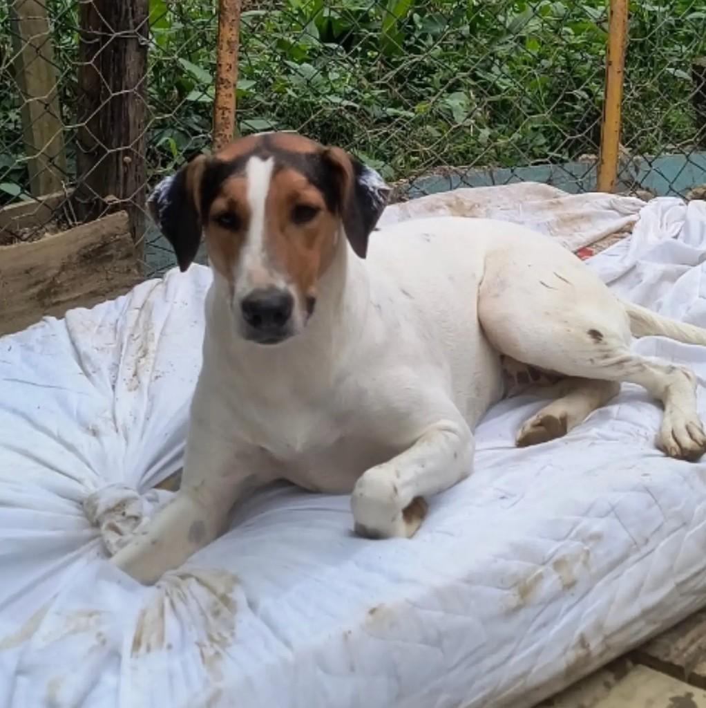 Amazona, cachorro de porte médio para adoção em São Sebastião - SP