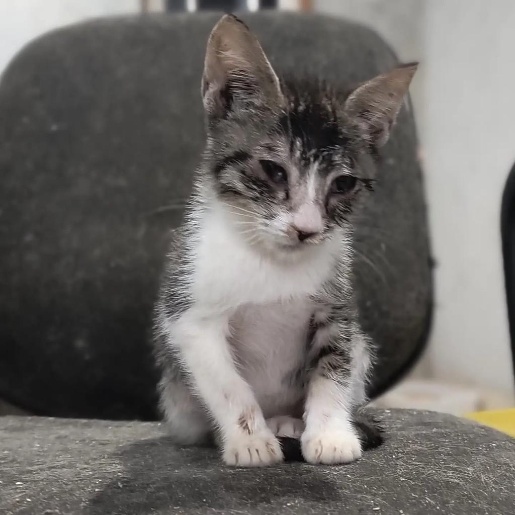 Chana, gata de porte pequeno para adoção em São Sebastião - SP