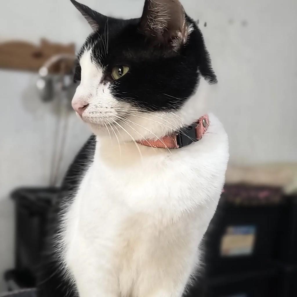 Stephanie, gata de porte médio para adoção em São Sebastião - SP