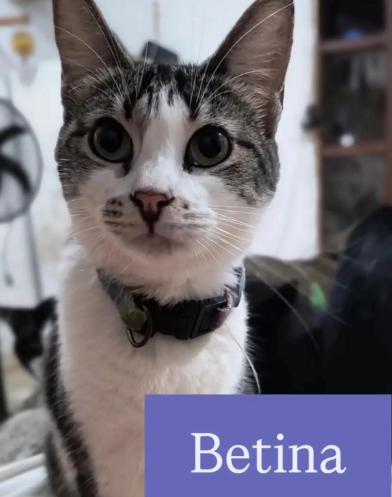Betina, gata de porte médio para adoção em São Sebastião - SP