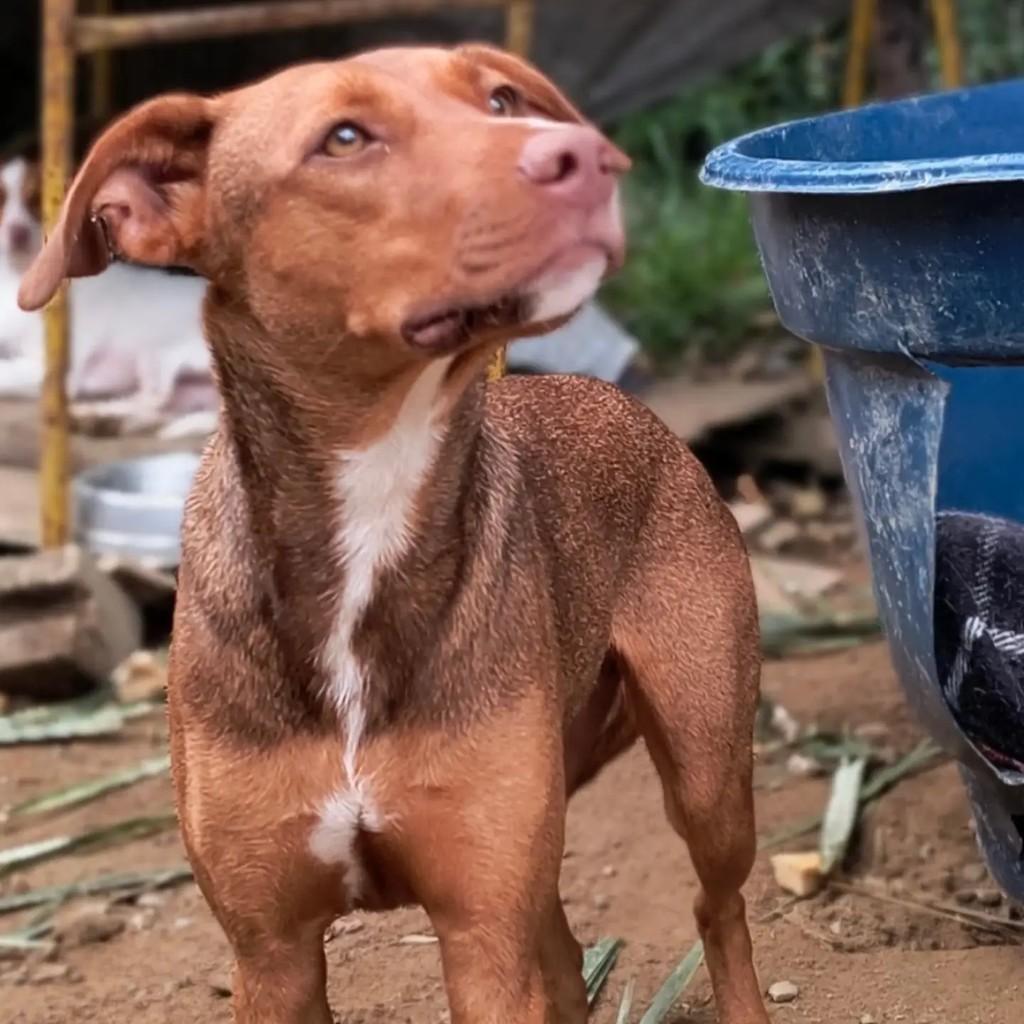 Leonardo, cachorro de porte médio para adoção em São Sebastião - SP