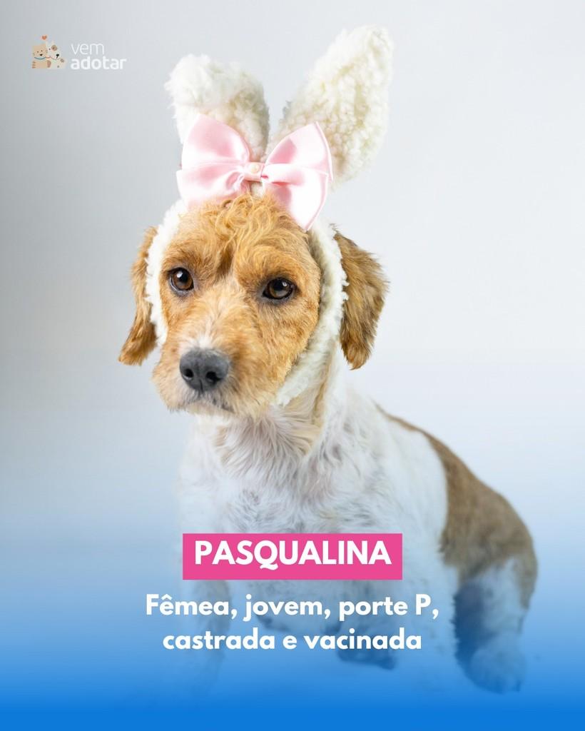 Pasqualina, cachorro de porte pequeno para adoção em Porto Alegre - RS