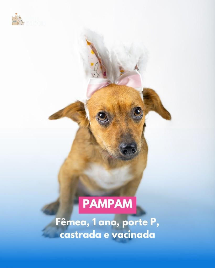 Pampam, cadela de porte pequeno para adoção em Porto Alegre - RS