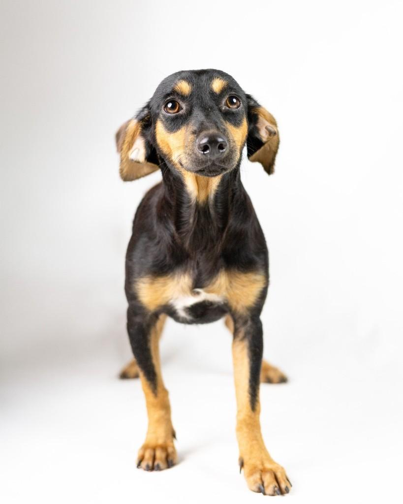 Pâmela, cachorro de porte pequeno para adoção em Porto Alegre - RS