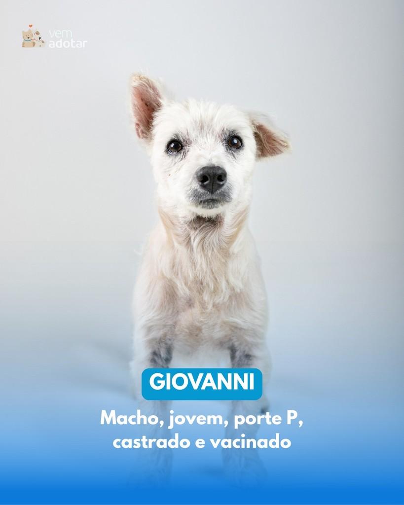 Giovanni, cachorro de porte pequeno para adoção em Porto Alegre - RS