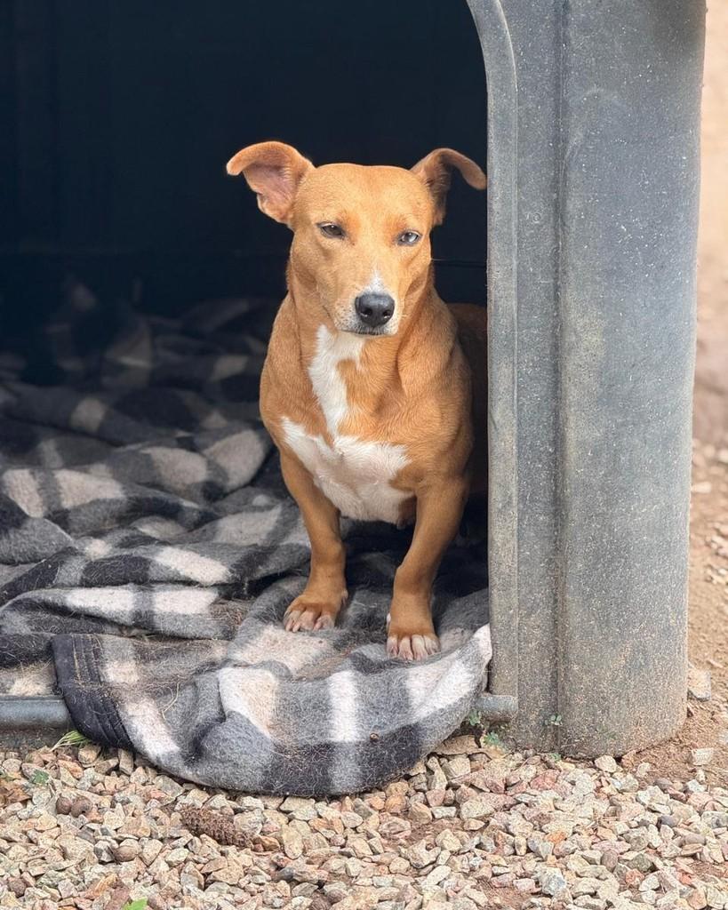 Tartaruga, cachorro de porte pequeno para adoção em Porto Alegre - RS