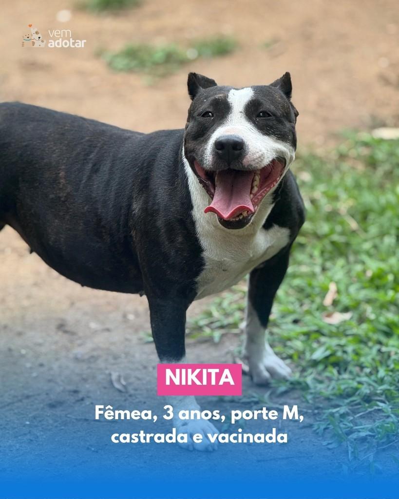 Nikita, cachorro de porte médio para adoção em Porto Alegre - RS