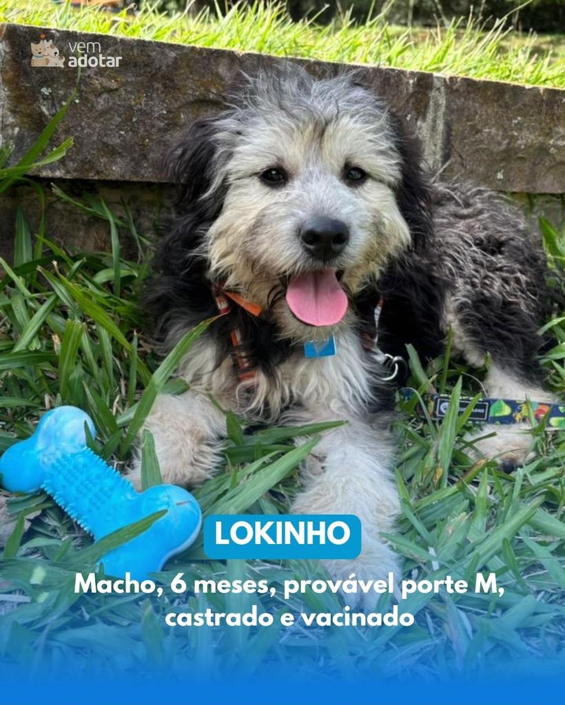 Lokinho, cachorro de porte médio para adoção em Porto Alegre - RS