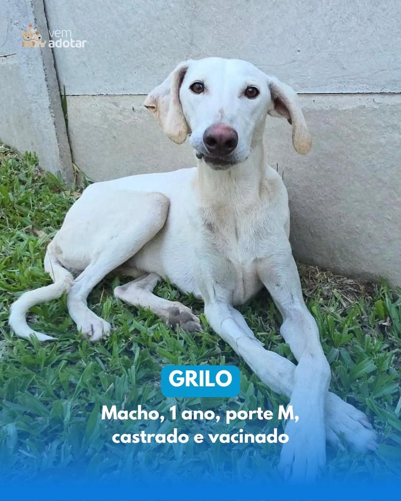 Grilo, cachorro de porte médio para adoção em Porto Alegre - RS