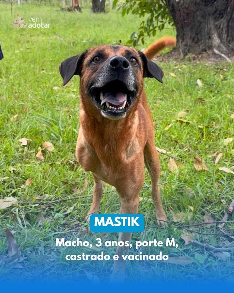 MastiK, cachorro de porte médio para adoção em Porto Alegre - RS