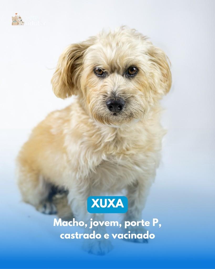 Xuxa, cachorro de porte pequeno para adoção em Porto Alegre - RS
