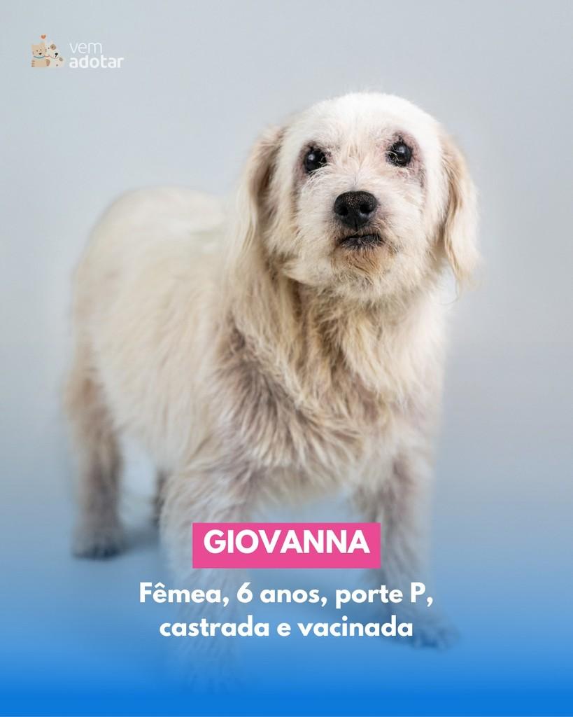 Giovanna, cachorro de porte pequeno para adoção em Porto Alegre - RS
