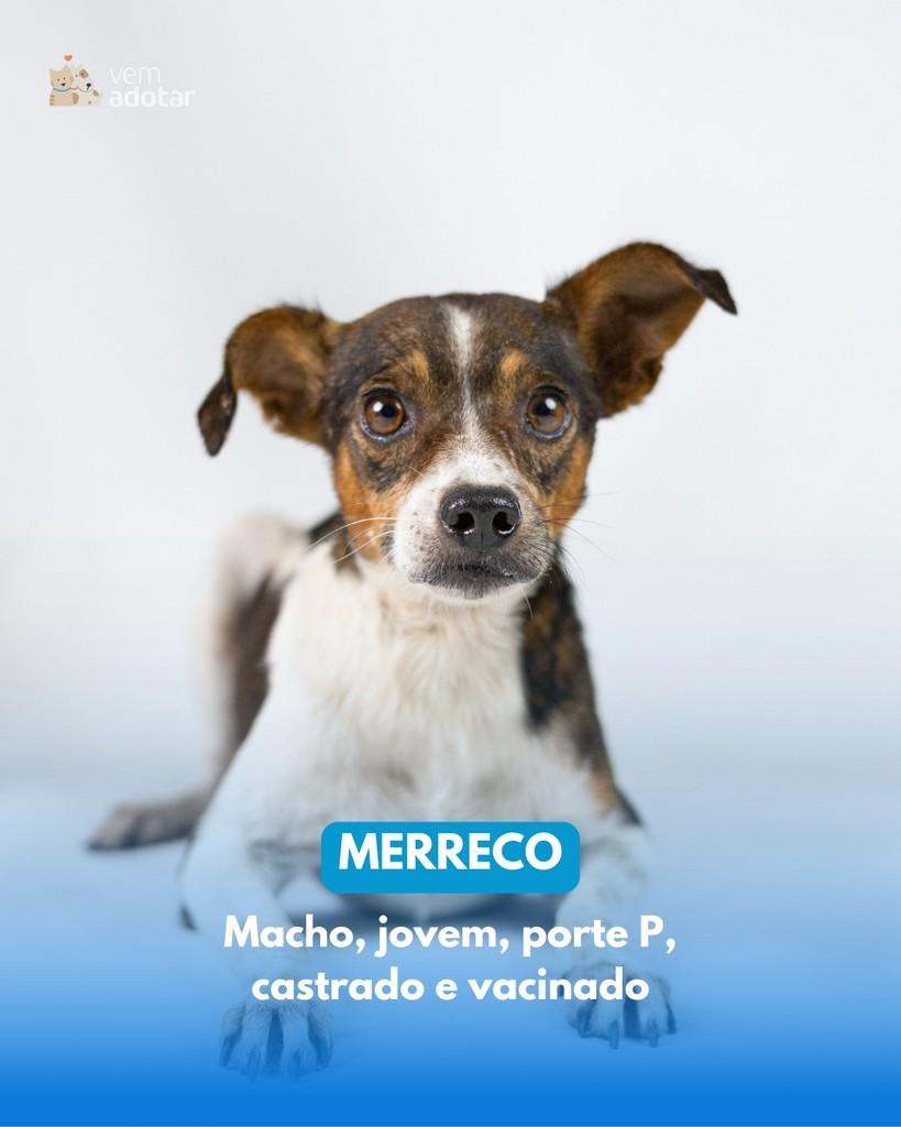 Merreco, cachorro de porte pequeno para adoção em Porto Alegre - RS
