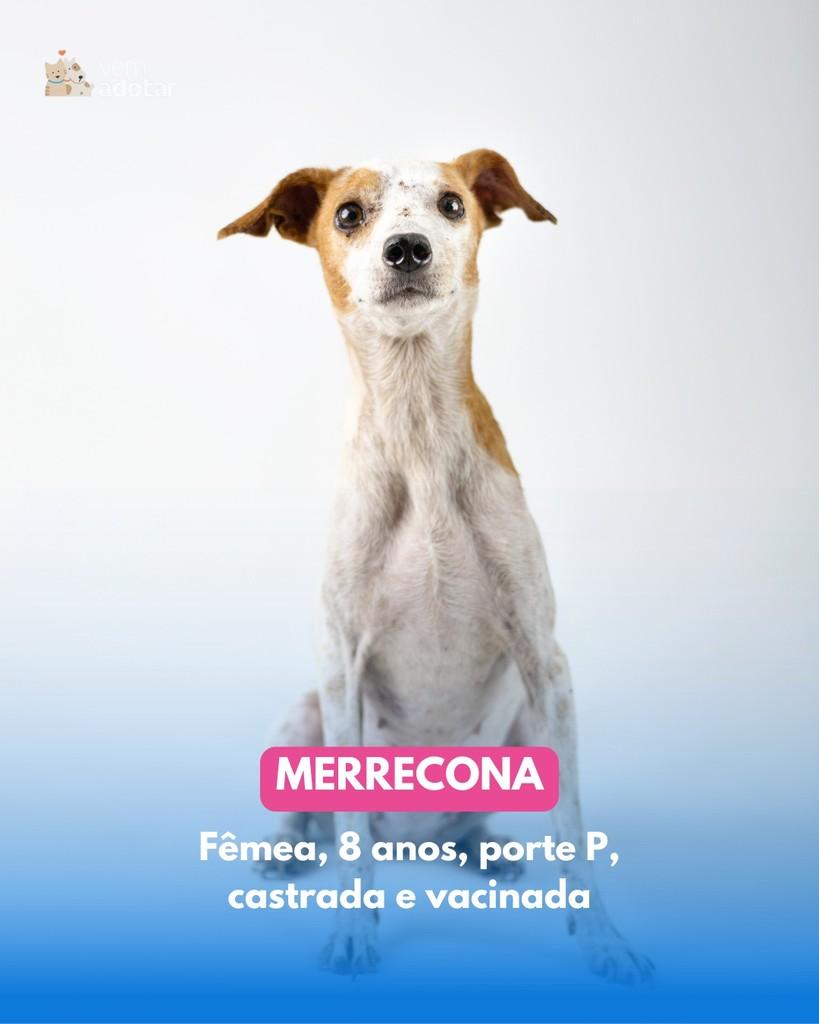 Merrecona, cadela de porte pequeno para adoção em Porto Alegre - RS