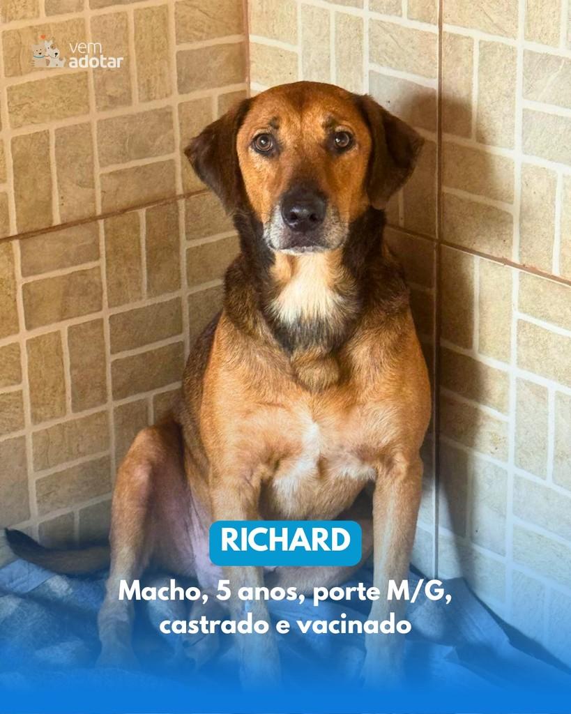 Richard, cachorro de porte médio para adoção em Porto Alegre - RS