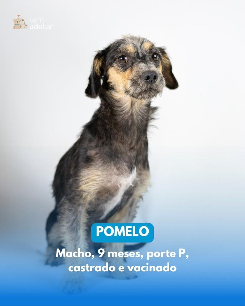 Pomelo, cachorro de porte pequeno para adoção em Porto Alegre - RS