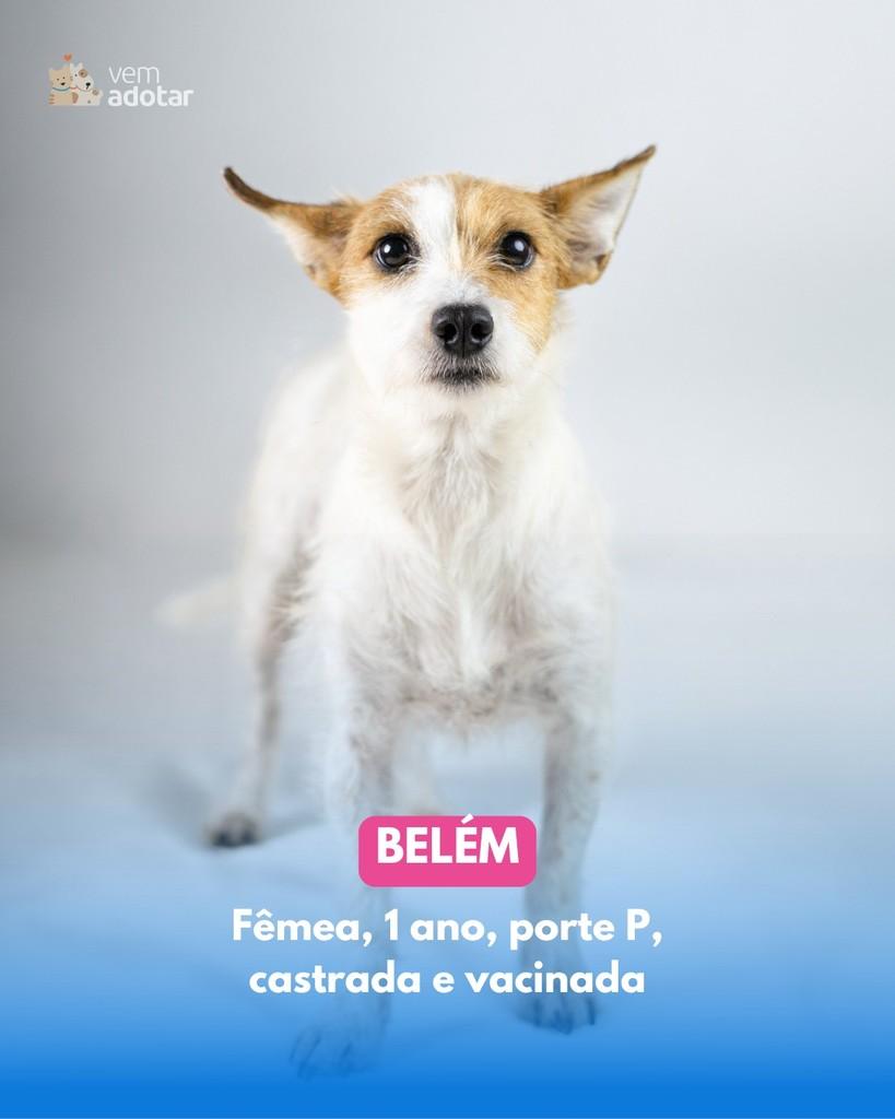 Belém, cachorro de porte pequeno para adoção em Belém - PA