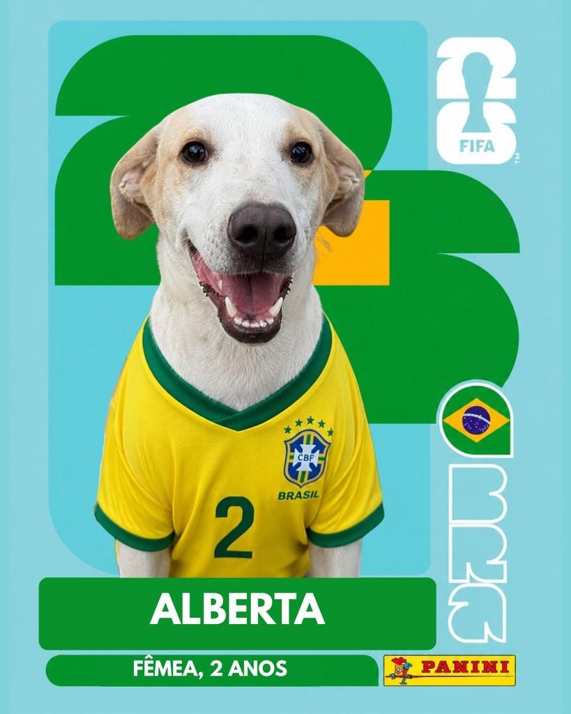 Alberta, cachorro de porte médio para adoção em Porto Alegre - RS