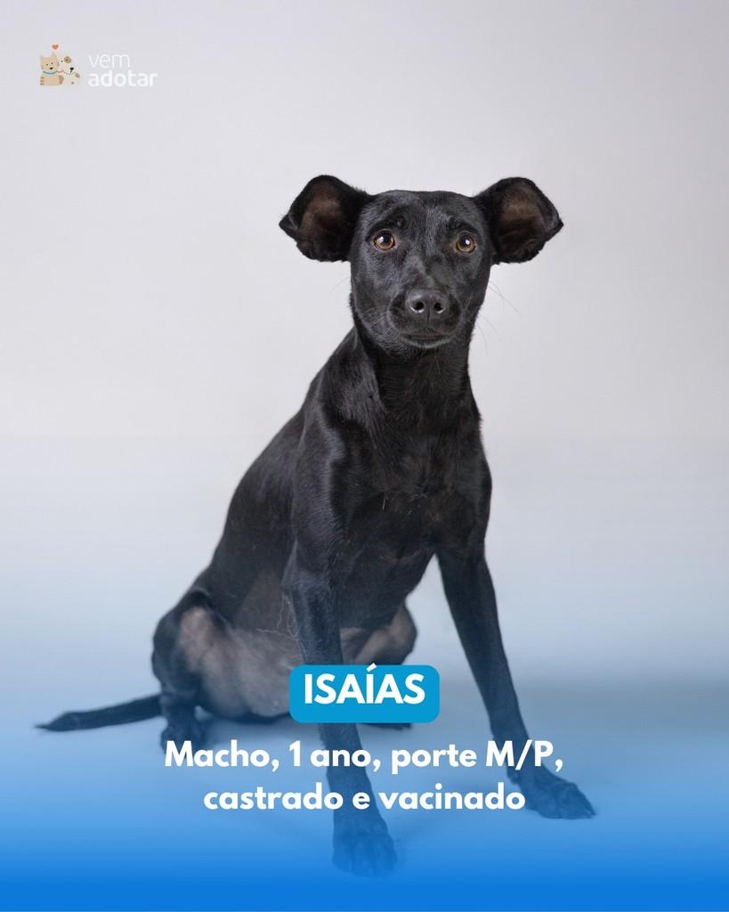 Isaías, cachorro de porte médio para adoção em Porto Alegre - RS