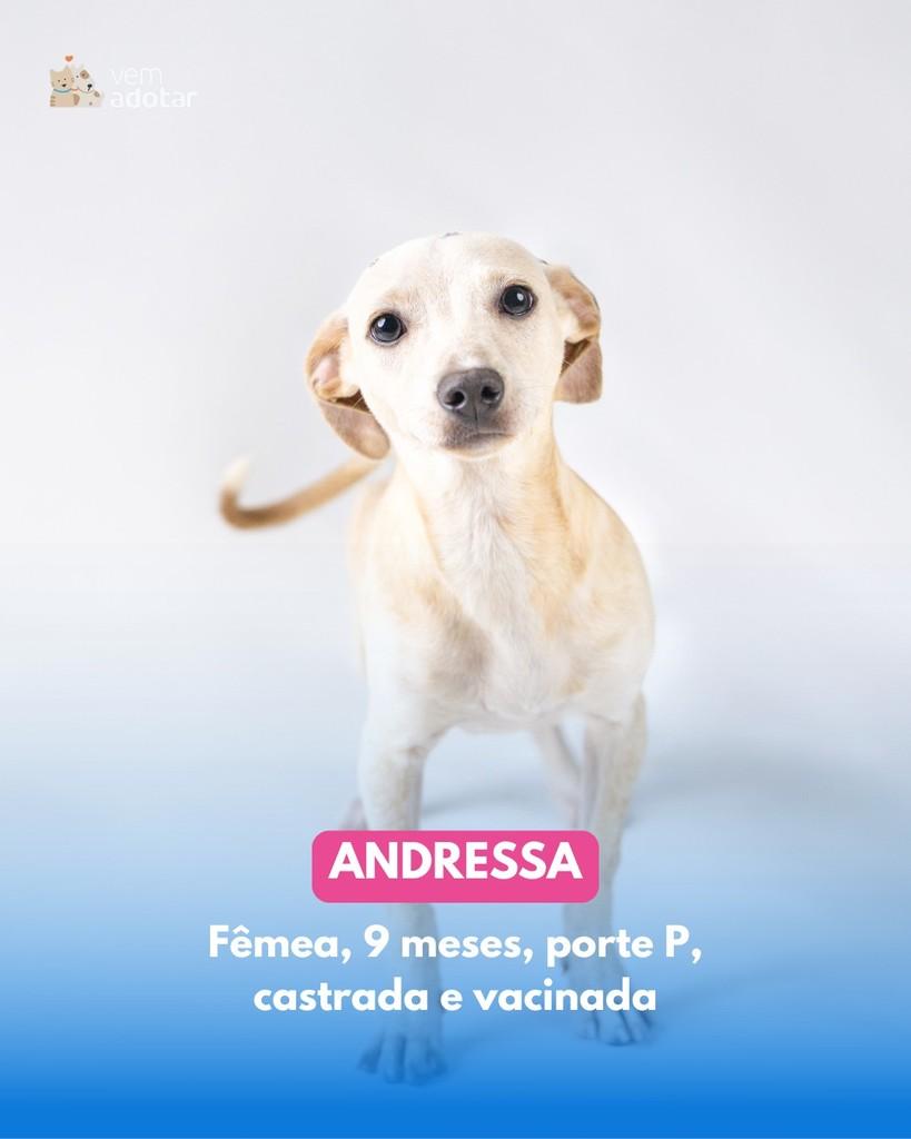 Andressa, cadela de porte pequeno para adoção em Porto Alegre - RS