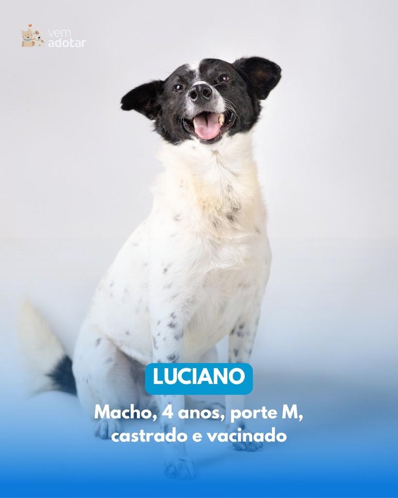 Luciano, cachorro de porte médio para adoção em Porto Alegre - RS
