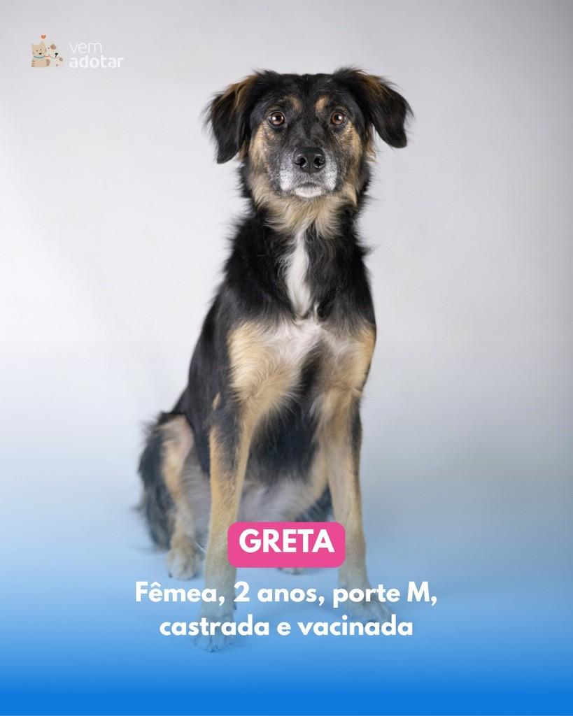 Greta, cachorro de porte médio para adoção em Porto Alegre - RS
