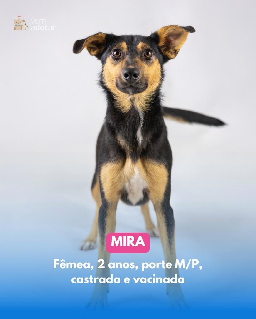 Mira, cadela de porte médio para adoção em Porto Alegre - RS