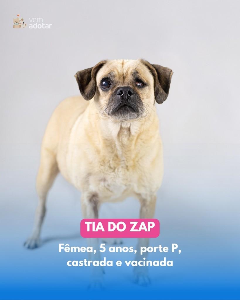 Tia do Zap, cadela de porte pequeno para adoção em Porto Alegre - RS