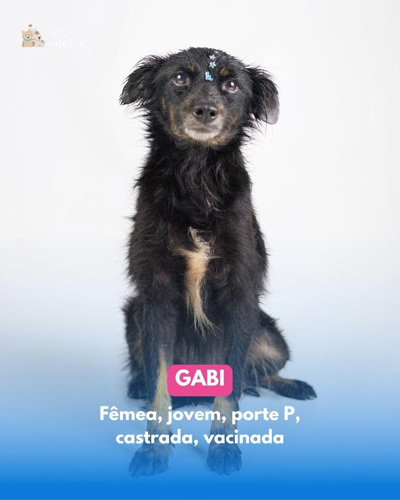 Gabi, cachorro de porte pequeno para adoção em Porto Alegre - RS