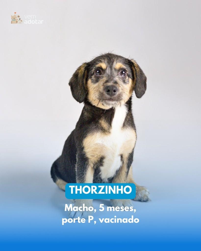 Thorzinho, cachorro de porte pequeno para adoção em Porto Alegre - RS