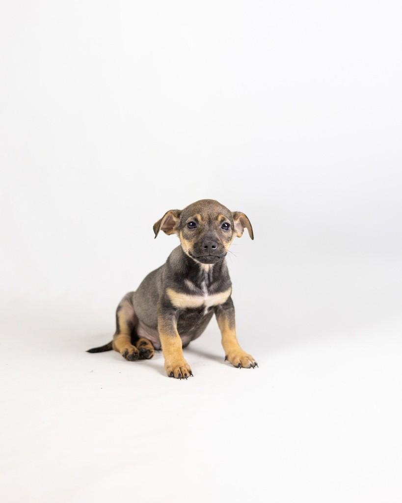 Suel, cachorro de porte pequeno para adoção em Porto Alegre - RS